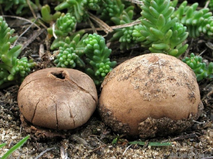 Geastrum fimbriatum