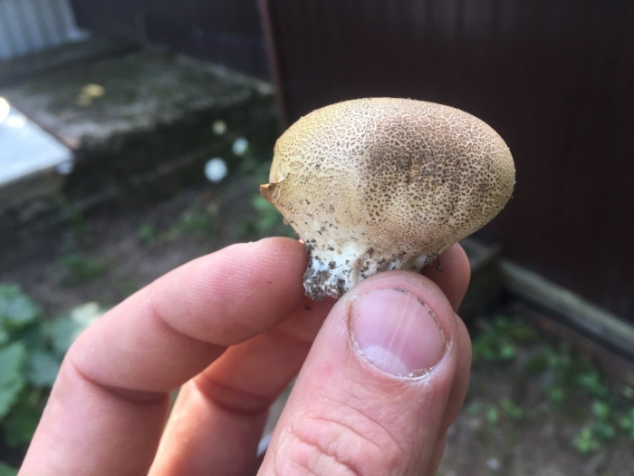 Ложнодождевик бородавчатый гриб