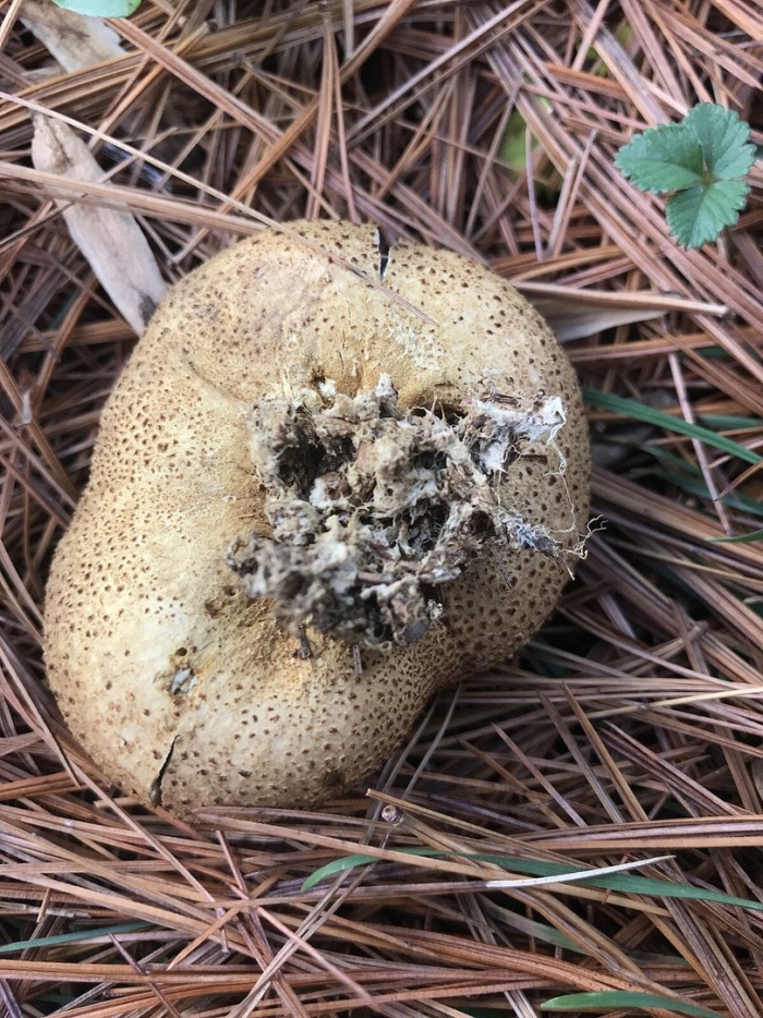 Ложнодождевик (scleroderma citrinum)