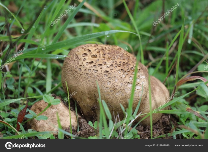 Calvatia cyathiformis