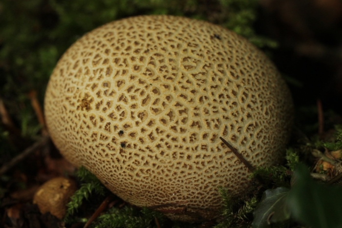 Scleroderma areolatum