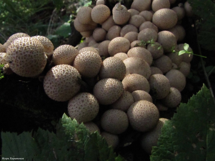 Дождевик грушевидный гриб