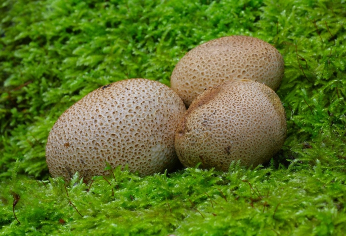 Ложнодождевик ядовитый гриб