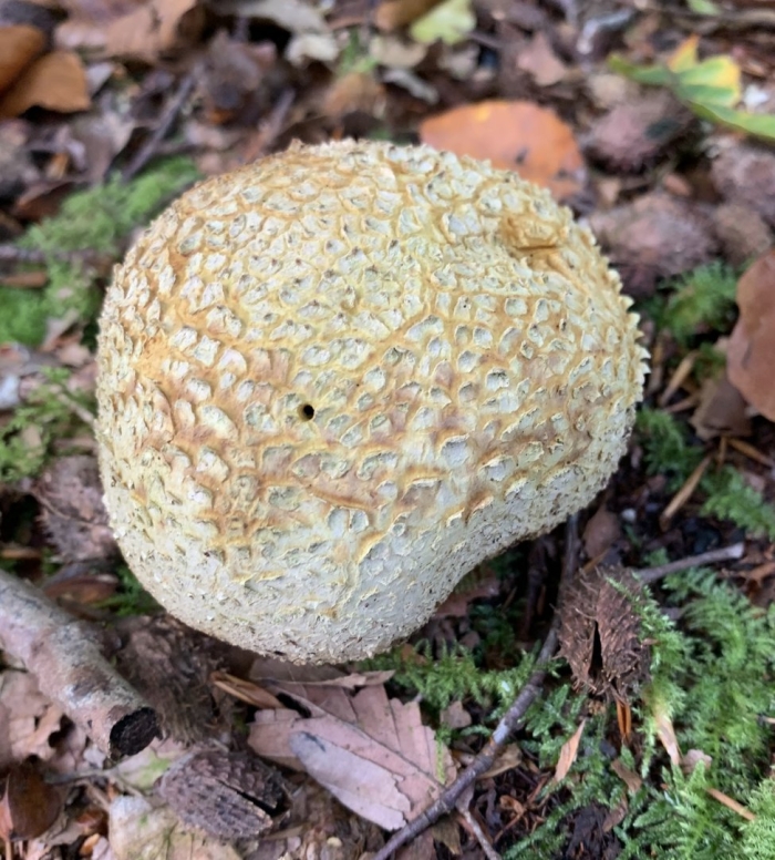 Scleroderma citrinum