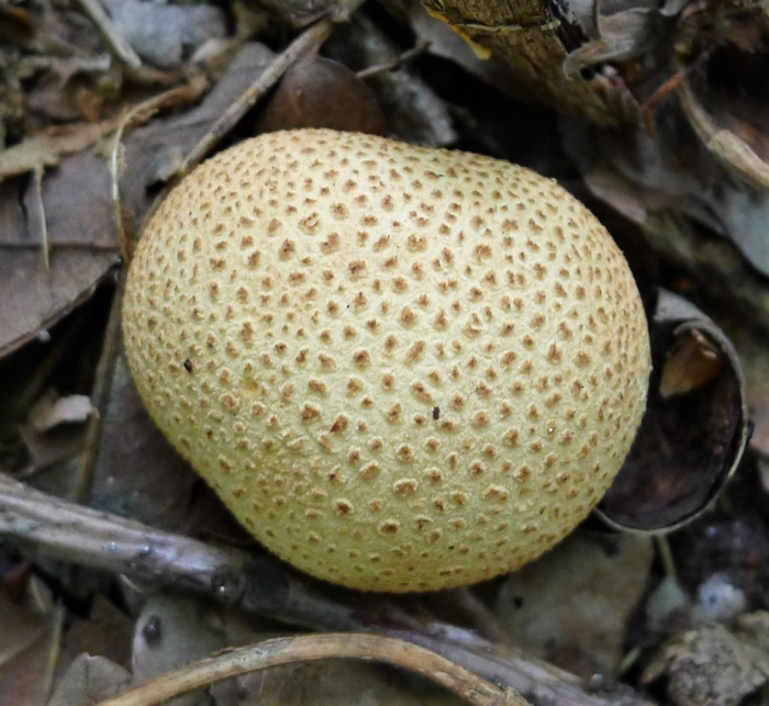 Scleroderma citrinum