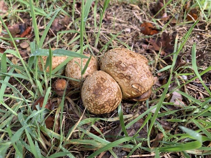 Scleroderma citrinum