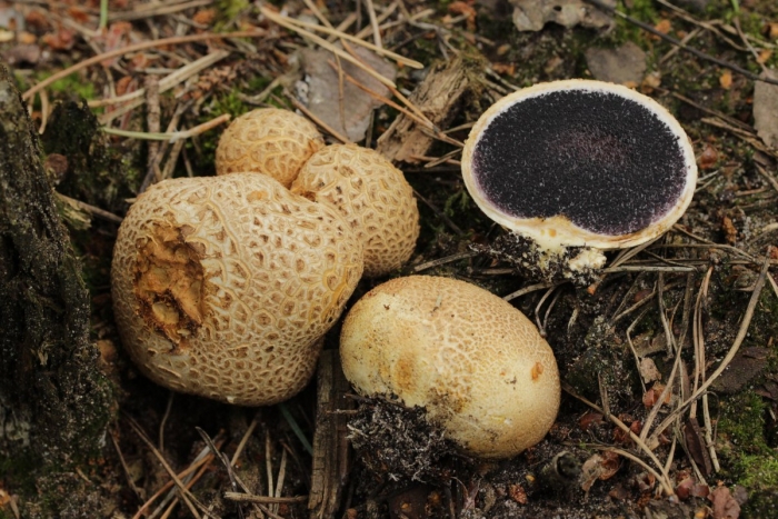 Scleroderma citrinum ложнодождевик обыкновенный