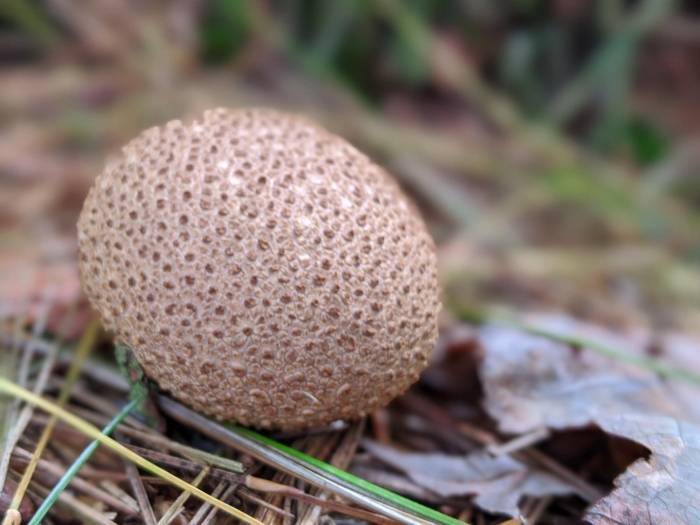 Scleroderma citrinum