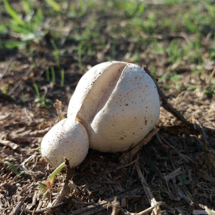 Порховка гриб