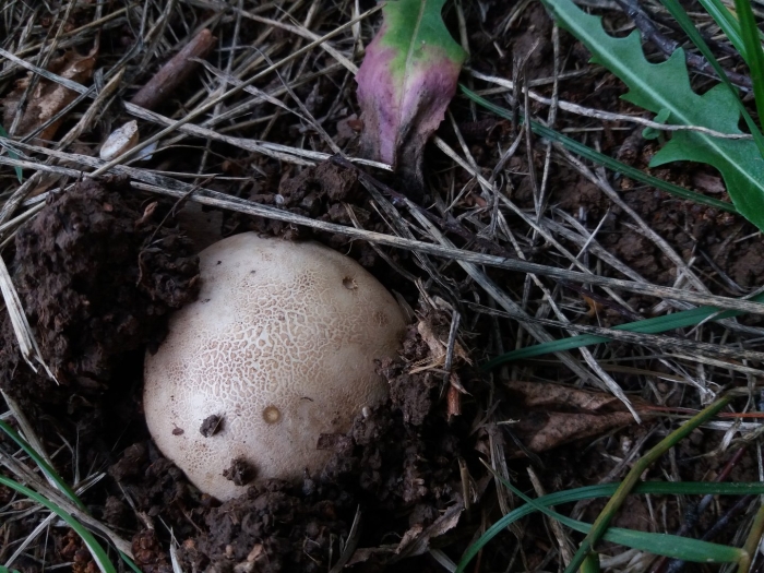 Scleroderma citrinum