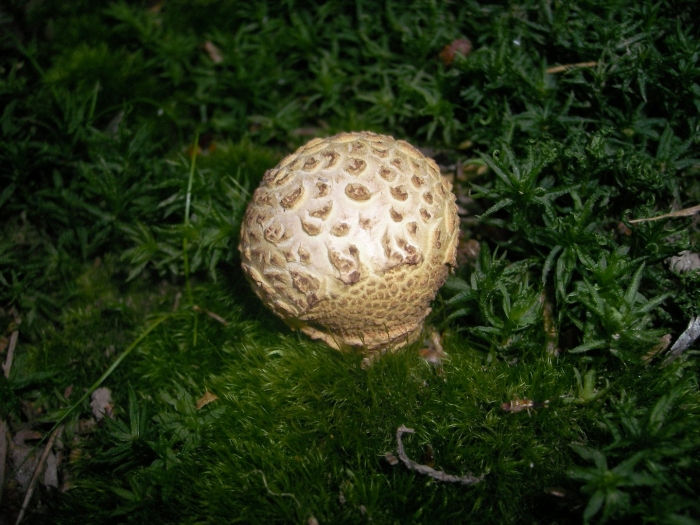 Склеродерма гриб