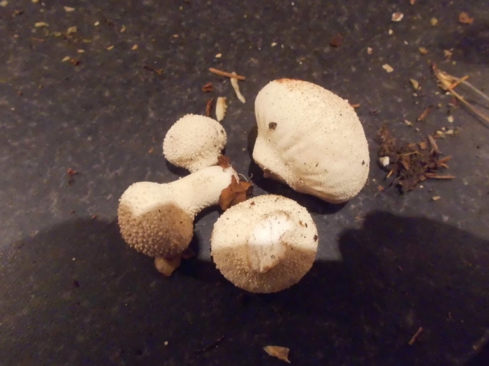 Гриб дождевик шиповатый луговой