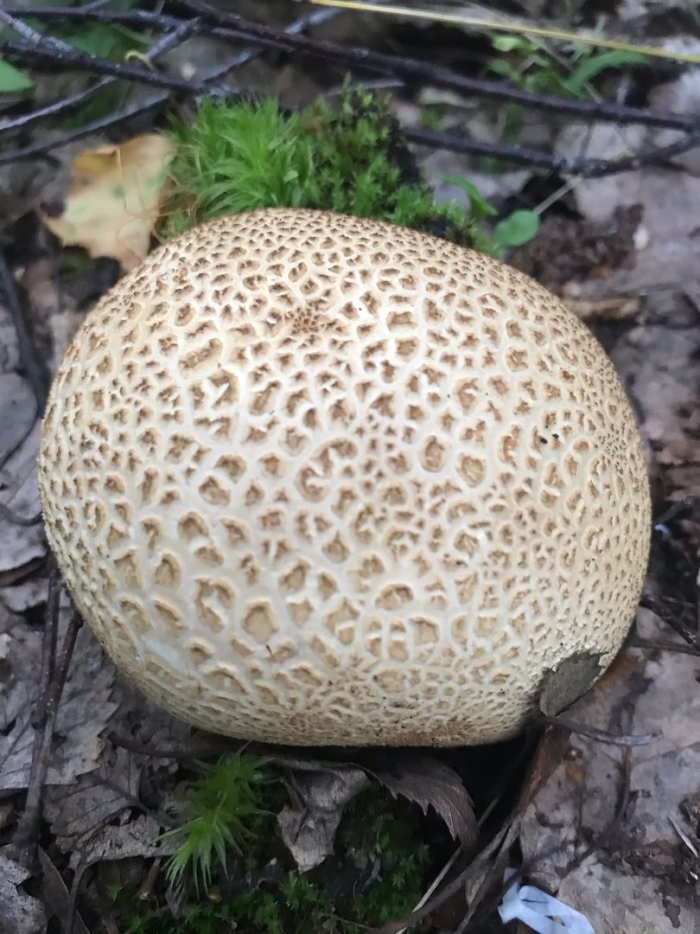 Scleroderma citrinum