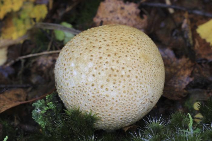 Ложнодождевик гриб