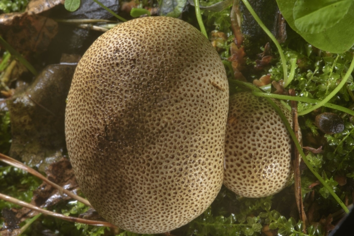 Ложнодождевик бородавчатый