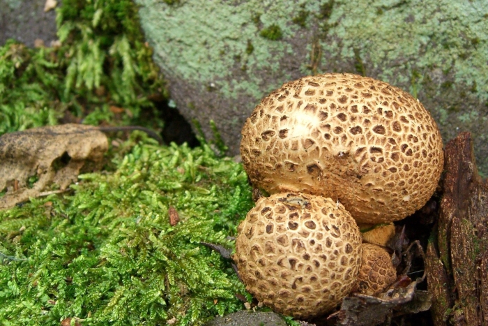 Scleroderma citrinum