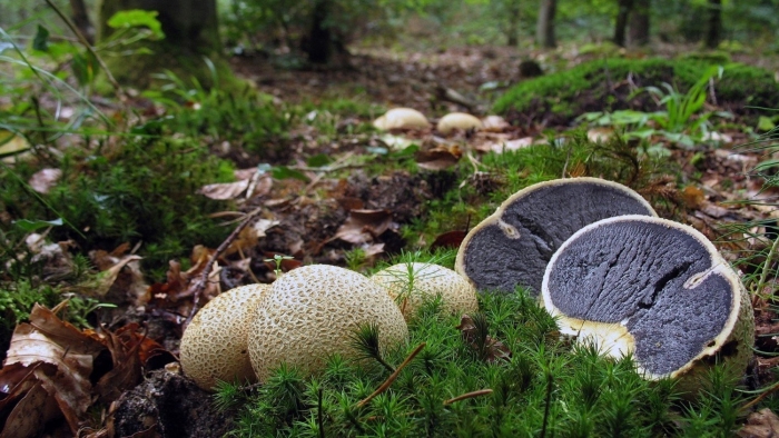 Ложнодождевик пятнистый