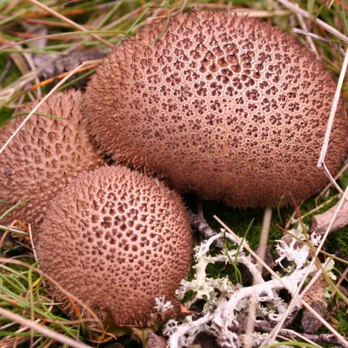 Lycoperdon nigrescens