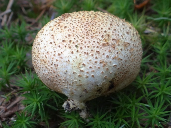 Scleroderma areolatum