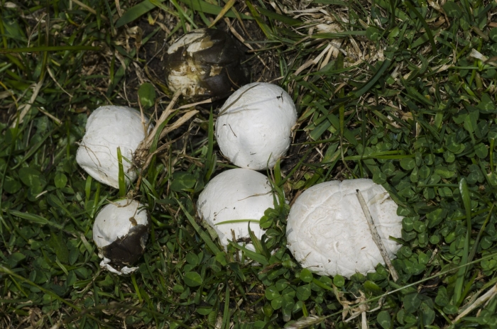 Порховка свинцово-серая