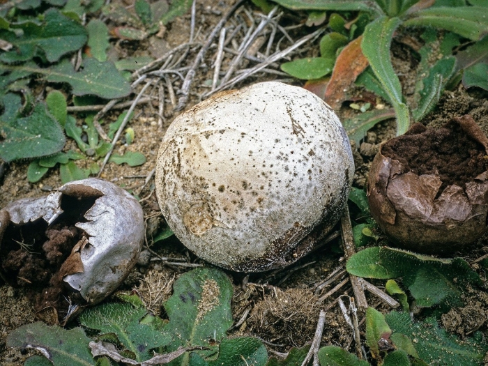 Порховка гриб bovista