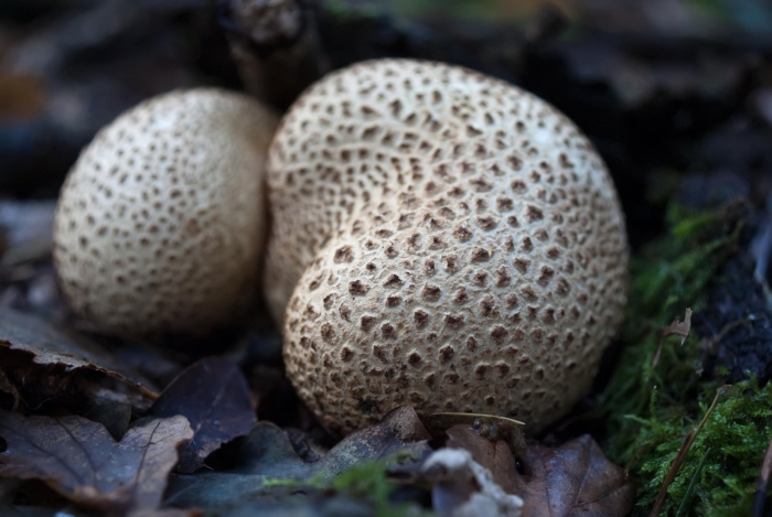 Scleroderma citrinum