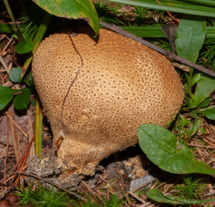 Ложнодождевик бородавчатый