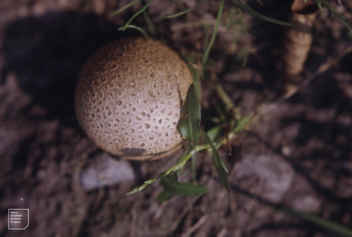 Scleroderma citrinum