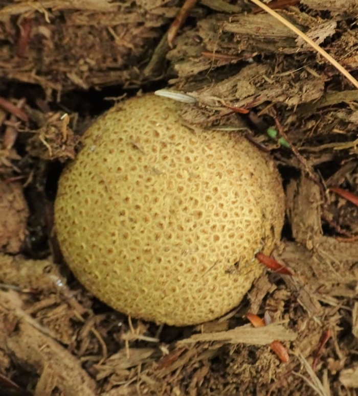 Scleroderma citrinum