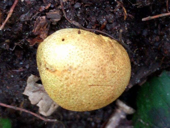 Scleroderma citrinum