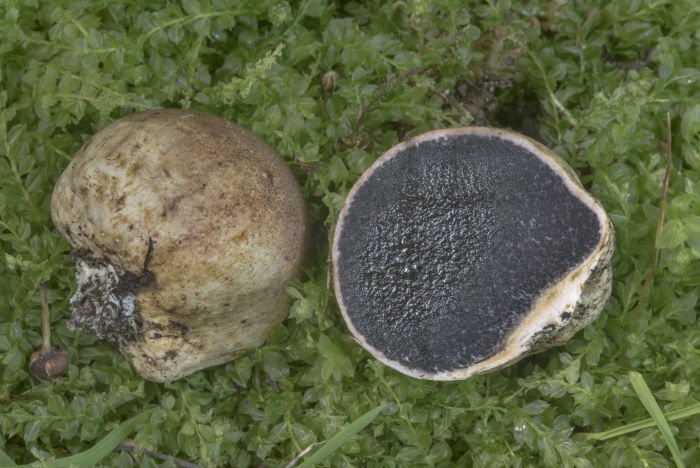 Ложнодождевик бородавчатый гриб