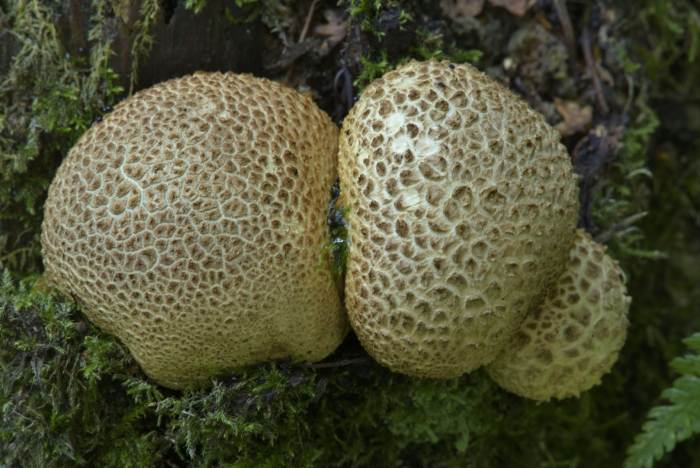 Scleroderma citrinum