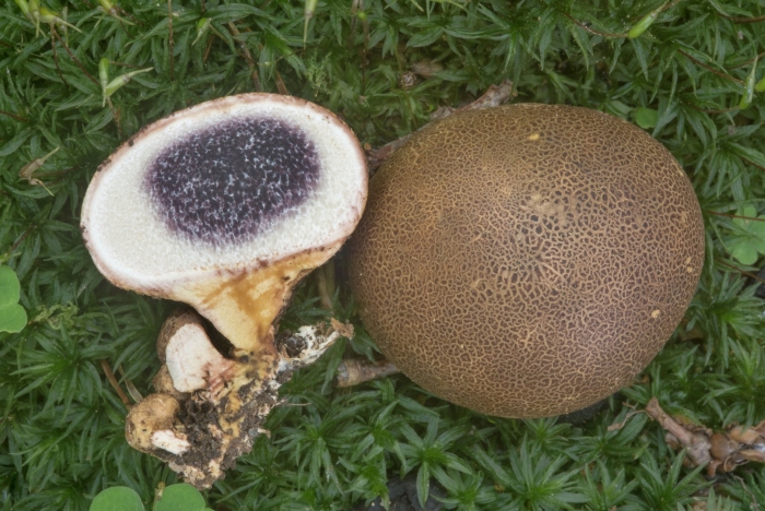 Ложнодождевик обыкновенный