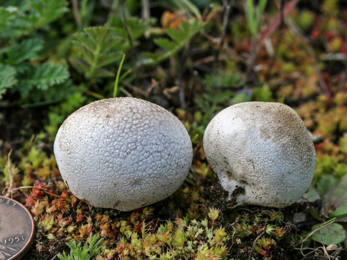Lycoperdon pratense