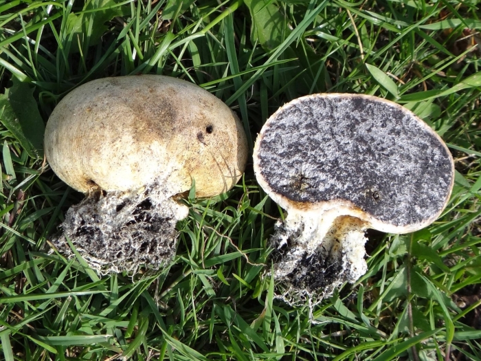 Ложнодождевик порховковый