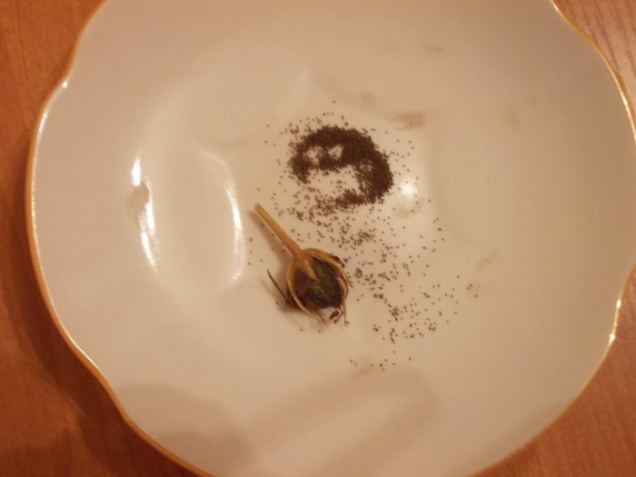 Эустома из семян