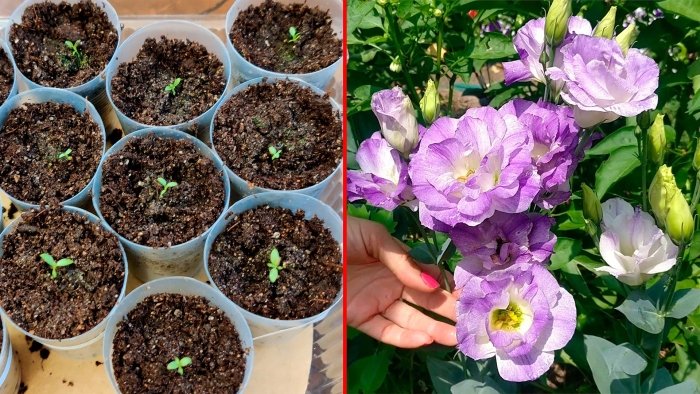 Эустома карликовая мисс