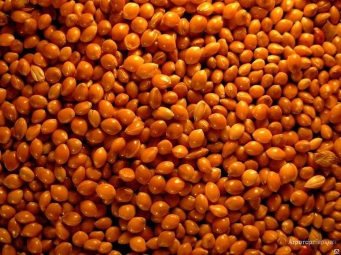 Просо красное зерно
