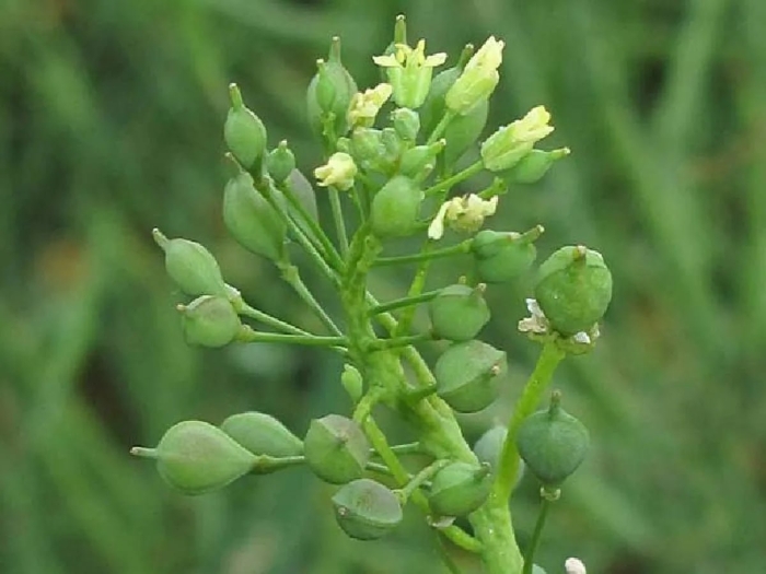 Camelina microcarpa
