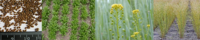 Рыжик мелкоплодный