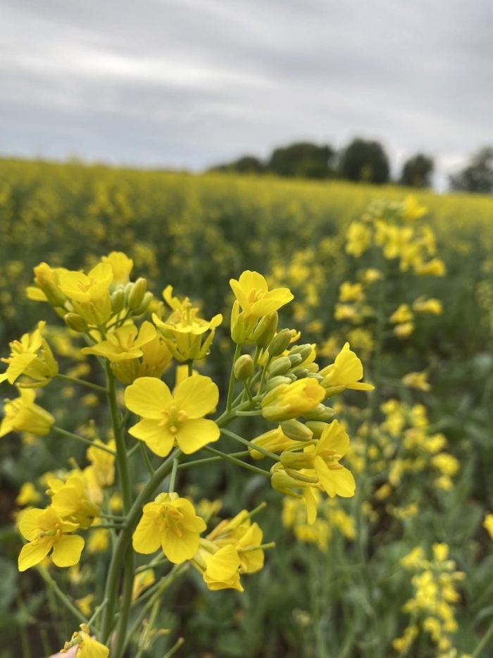 Рапс канола
