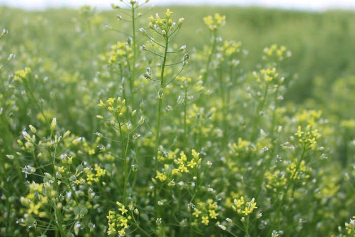 Camelina рыжик