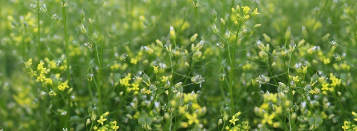 Рыжик посевной растение