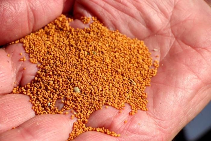 Семена рыжика