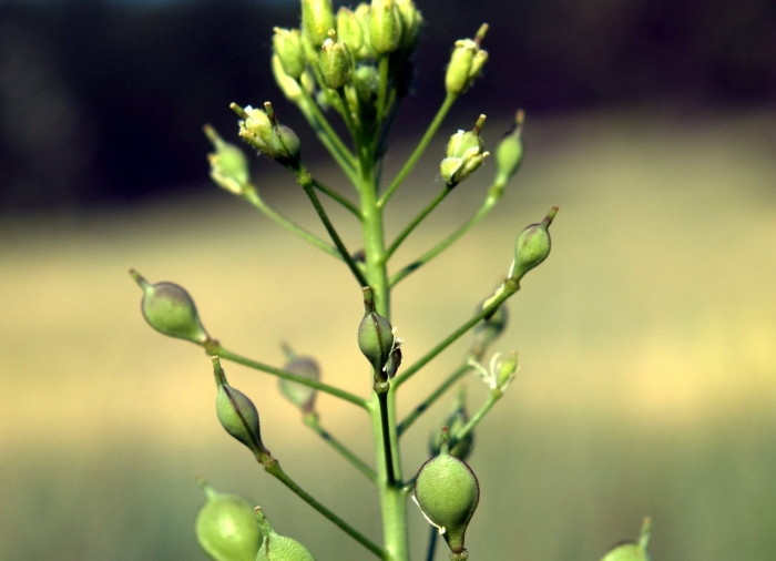 Camelina microcarpa