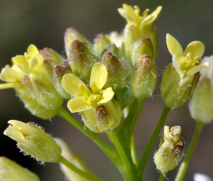 Camelina microcarpa