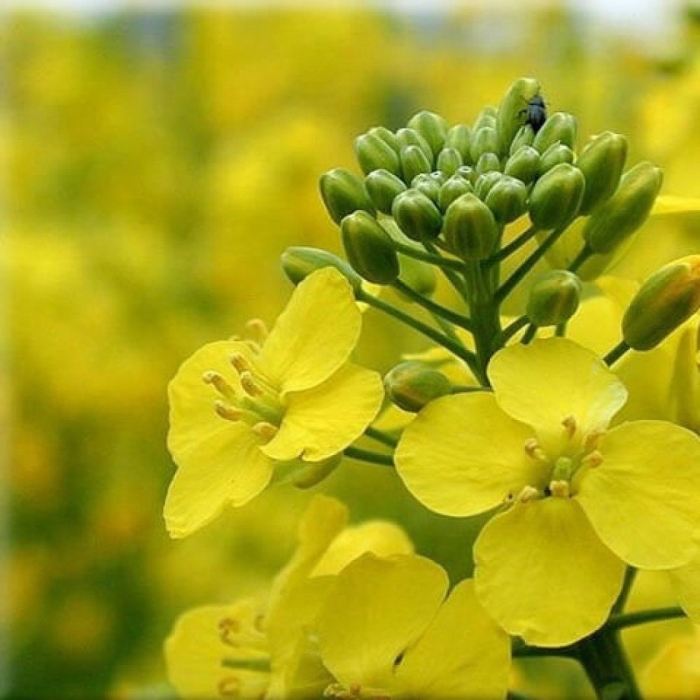 Рапс озимый