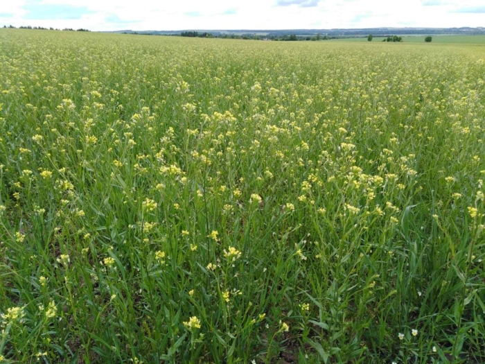 Рыжик посевной растение