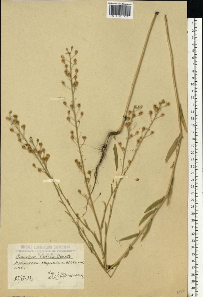 Рыжик мелкоплодный гербарий