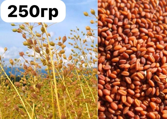 Магнит семена льна масличного 250